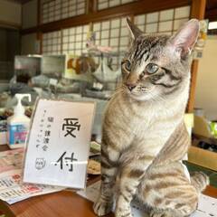 in名古屋市☆保護猫達をオウチに迎えよう☆2025年3月9日（日...