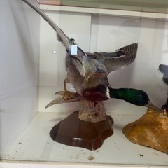剥製　4体　引き取り限定の画像