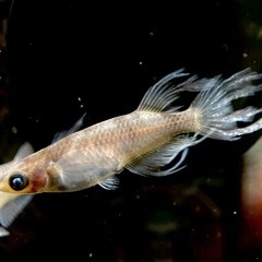琉めだか⭐️スペシャル企画⭐️何が産まれるかな？☺️最低2セットからです😆めだかの有精卵15個＋保証分α⭐️の画像