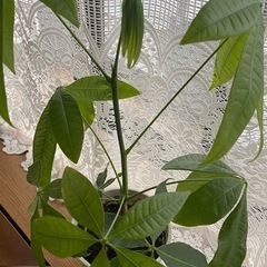 パキラ　観葉植物　高さ52センチの画像