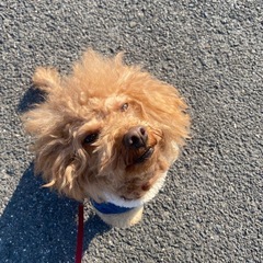 トイプードル　里親募集 - 犬