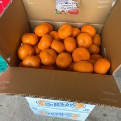 【残4kg】こちらも人気な🍊三ヶ日みかん　8キロ箱2箱入荷しました！✨