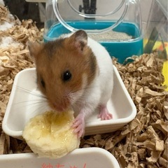 ゴールデン🐹ファンクラブ