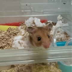 ゴールデン🐹ファンクラブ - その他
