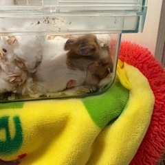 ゴールデン🐹ファンクラブ − 兵庫県