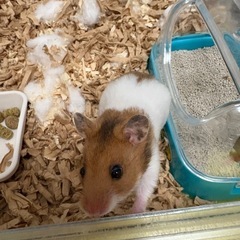 ゴールデン🐹ファンクラブ - メンバー募集