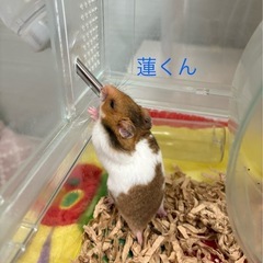 ゴールデン🐹ファンクラブ - 尼崎市
