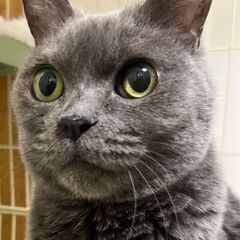 ★洋猫りりこ★柏市譲渡会参加♥ - 猫
