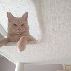 小さめな元気なジェリー