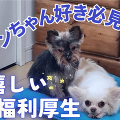 体力業務少ない！わんちゃんセラピー！未経験歓迎！介護スタッフ