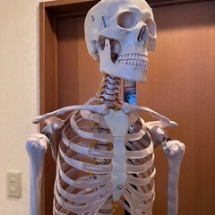 骨格模型全身、等身大【値下げ交渉可】
