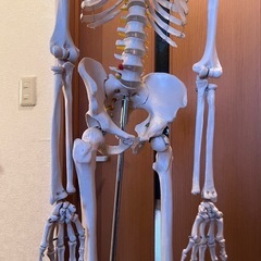 骨格模型全身、等身大【値下げ交渉可】
の画像