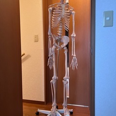 骨格模型全身、等身大【値下げ交渉可】
の画像