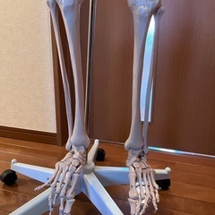 骨格模型全身、等身大【値下げ交渉可】
の画像
