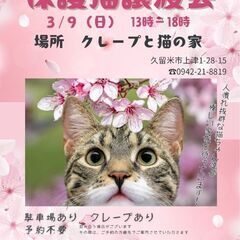保護猫譲渡会3/9(日)