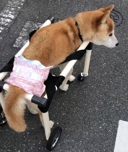 ★小中型犬用　DIY歩行器
