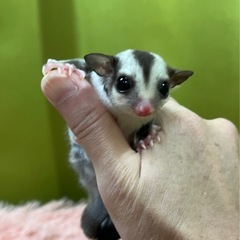 フクロモモンガ ノーマルhetクリミノくん✨ 小顔イケメン🩵