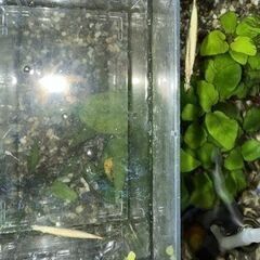 【熱帯魚】ゴールデンデルモゲニー　1ペア300円