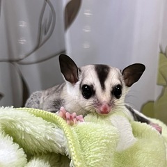 フクロモモンガ ホワイトフェイスhetプラチナ男の子💙キリッとイ...