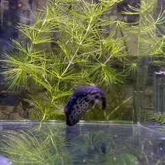 【熱帯魚】レッドテールアカメフグ　メス♀ 1匹　1500円