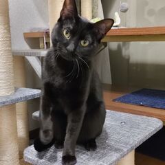 シャイな黒猫のたんご - 春日井市