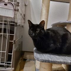シャイな黒猫のたんご - 猫