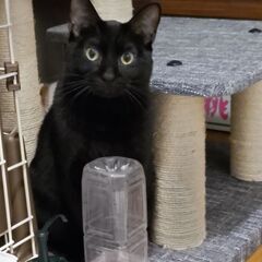 シャイな黒猫のたんご − 愛知県
