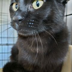 シャイな黒猫のたんご - 里親募集