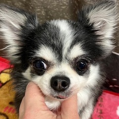 チワワ（オレオ）代理投稿です。