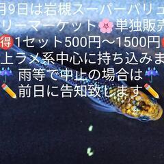 🌸はるいろめだか🌸極上メダカの展示販売会🌸500円～1500円🉐