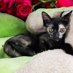 ３月8日（土）🏵️🌟ひな祭り🌟🏵️三鷹で猫の譲渡会　サビの女の子...
