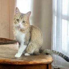 【超絶美顔】シンガプーラ×雑種　小さなおてんばちゃん
