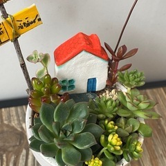 ミニ多肉寄せ植え小物セット②の画像