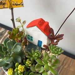 ミニ多肉寄せ植え小物セット②の画像