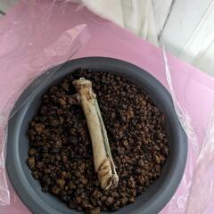 斑入りモンステラ探してます𓂃🌿𓈒𓏸