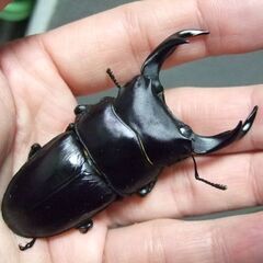 三重県産オオクワガタ F1 ♂73.4ミリ ♀47.6ミリ ペア