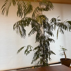 エバーフレッシュ　　