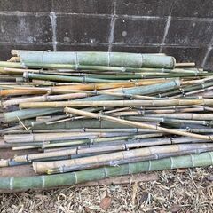 竹　無料の画像