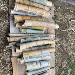 竹　無料の画像