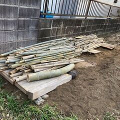 竹　無料の画像
