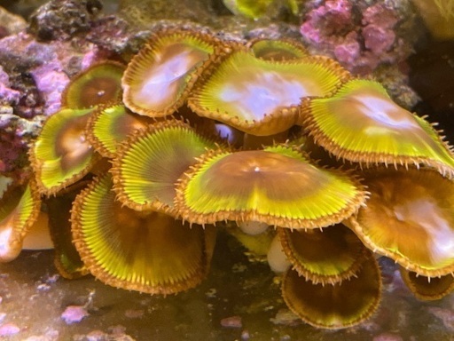 サンゾアシッド