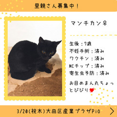 里親募集中！7歳足長マンチカン♀(⋈◍＞◡＜◍)。✧♡ 