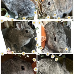 うさぎさん