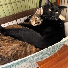 迎えにきてね❣️シャイな黒猫ロンくん