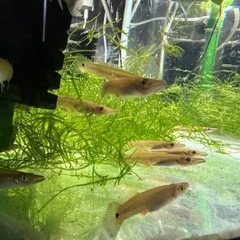 ペア　ベロネソックス　熱帯魚　2匹