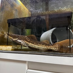 レッドテールタイガーショベルノーズ