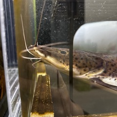 レッドテールタイガーショベルノーズの画像