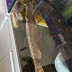 レッドテールタイガーショベルノーズの画像