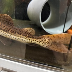 レッドテールタイガーショベルノーズの画像