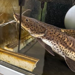 レッドテールタイガーショベルノーズの画像